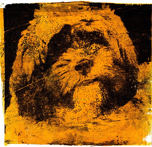 Teddy Joe Yellow