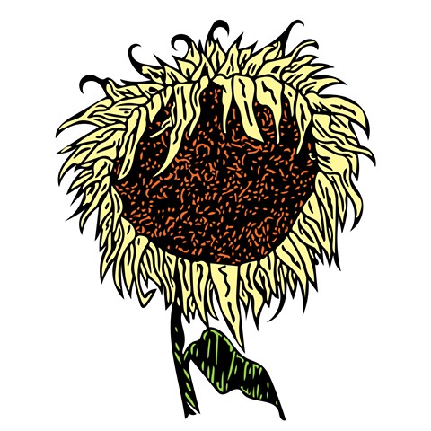 Wilting Sunflower