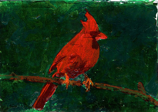 Northern Cardinal