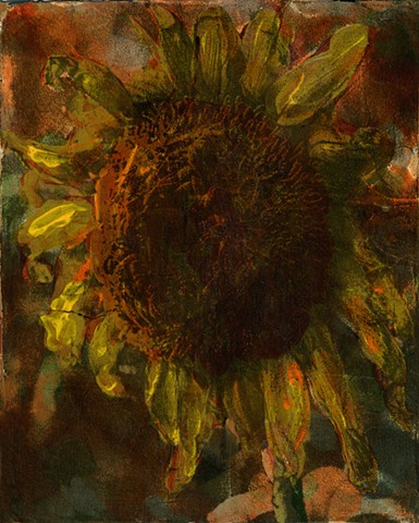 Largest Dead Sunflower