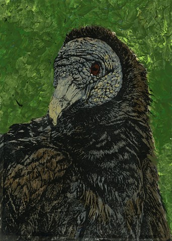 Black Vulture