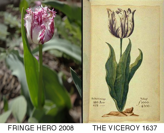 Fringe Hero vs. The Viceroy