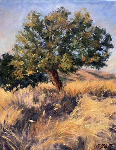 portrait of a tree in the Summer landscape during the golden hourin Ashland, Oregon