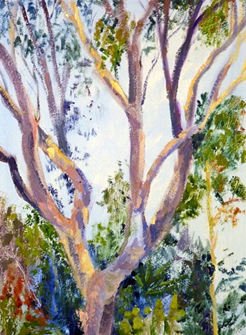 Morning Study : Eucalyptus 