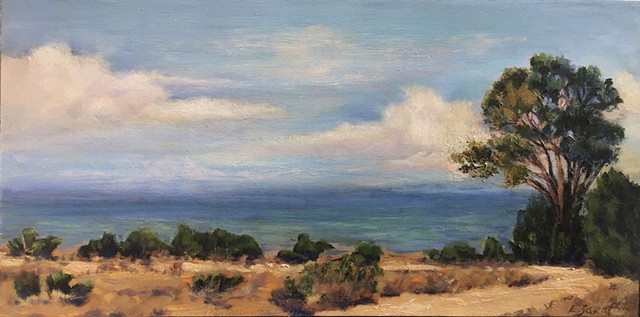 eucalyptus tree on the bluff above the Pacific ocean in central California