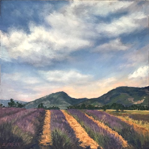 Lavender field in Provence, France, landscape