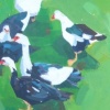 Ducks