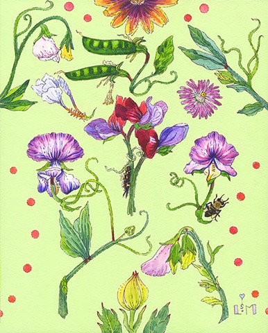 sweetpeas,bees,garden,gardening,caterpillar,matilijapoppy