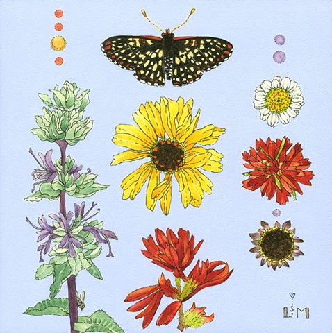 checkerspot, sage, california wildflowers, butterflies, butterfly 