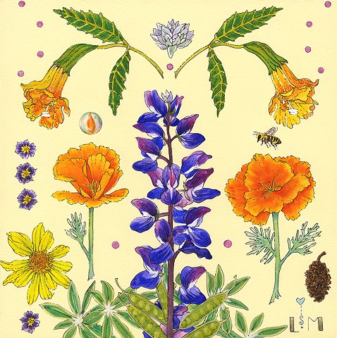 poppy, californiapoppy, botanical, santabarbarabotanicgarden, botanicalwatercolors, bees, bee, sage, lupine