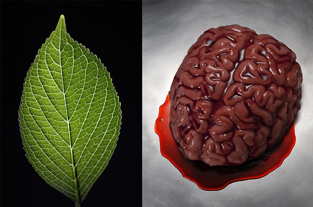 Leaf / Brain