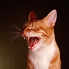 Bok choy / Orange tabby cat