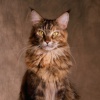 Bamboo, Kyoto / Maine coon cat