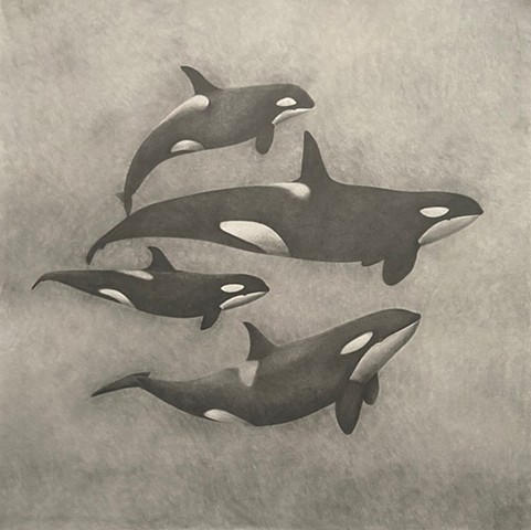 Orcas 
