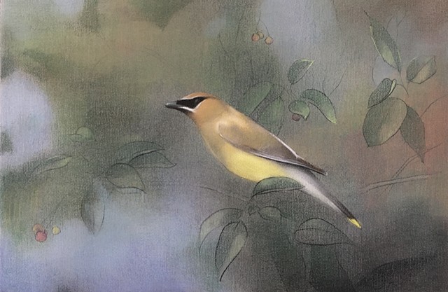 Cedar Waxwing