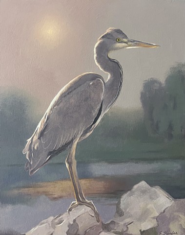 Grey Heron