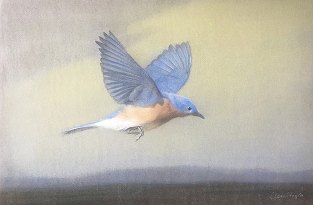 Eastern Bluebird