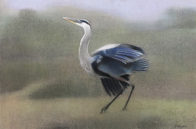 Great Blue Heron