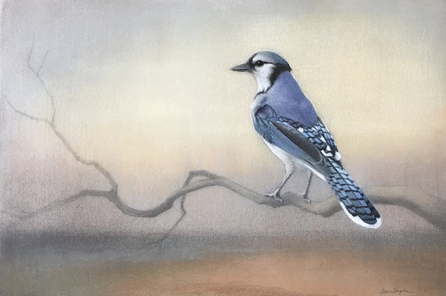 Blue Jay