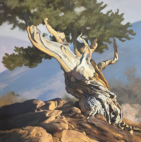 Bristlecone Pine