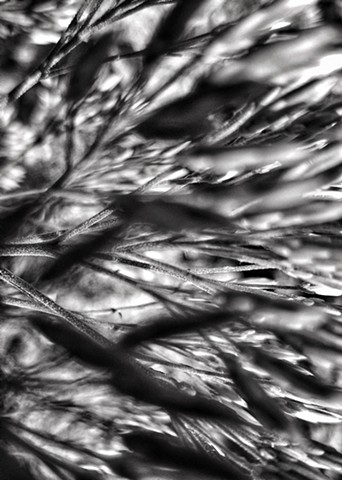 Branched motion