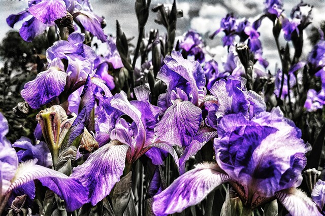 Purple iris field