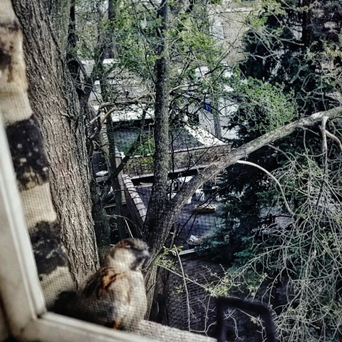 Window visitor