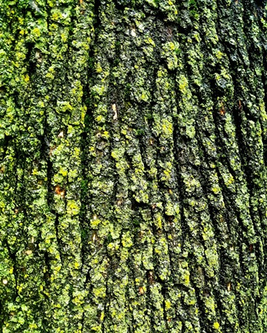 Wet Tree Bark with Moss