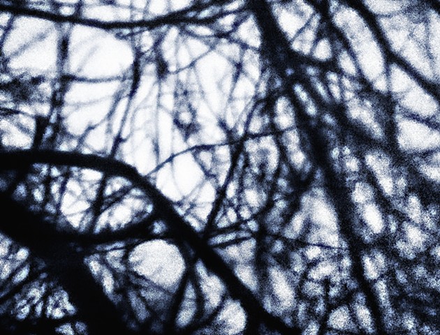 January branches