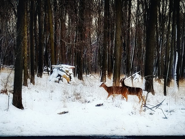 Two winter deer, near Des Plaines