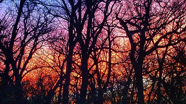 Thatcher woods sunset