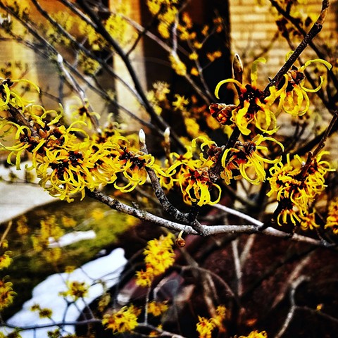 First blooms of Spring, witch hazel shrub
