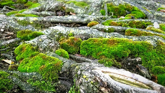 Moss on Tree Roots
