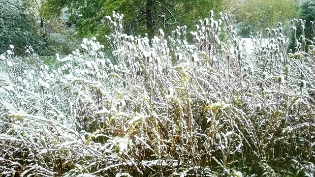 Snow-dusted Grasses