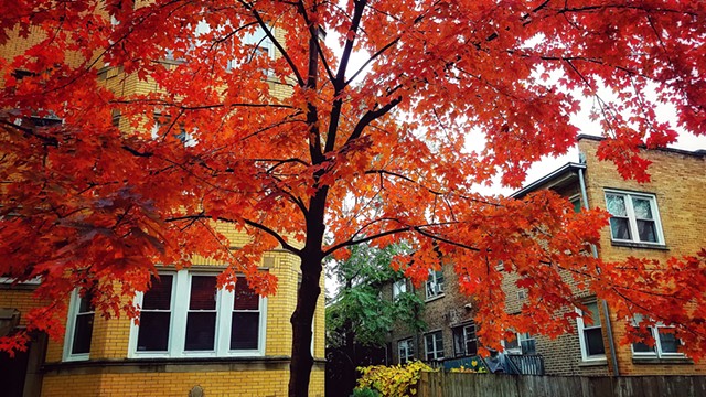Autumn on Washtenaw Street