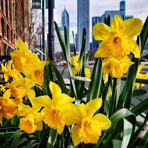 Daffodils on S. Michigan Avenue