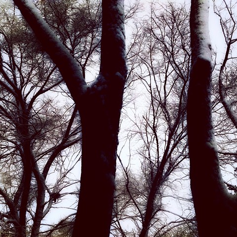 Winter trees, 4 a.m.