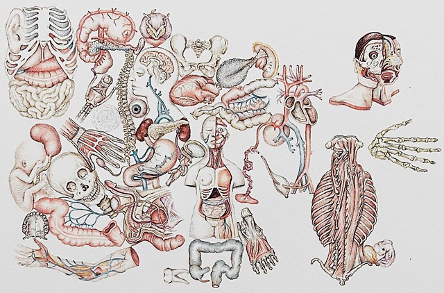 Anatomical Collection
