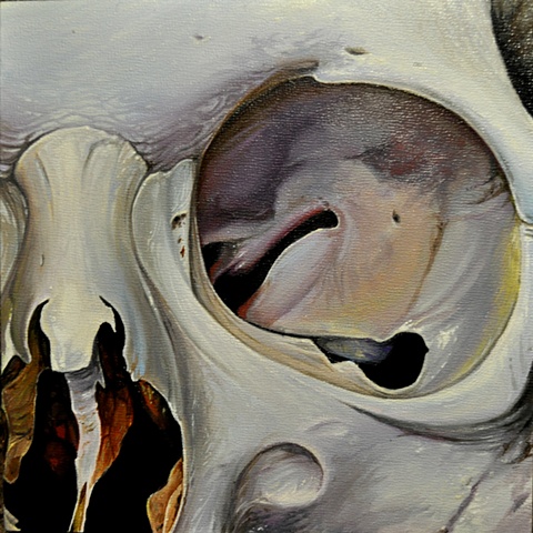close up skull 4