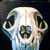 bobcat skull