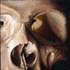 close up skull 2