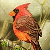 cardinal3