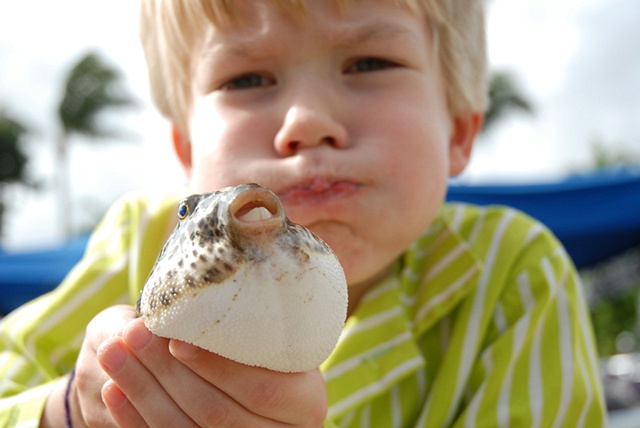 Puffer fish
