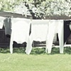 Virgin with clothesline