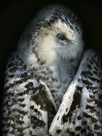  Arctic Snowy Owl
