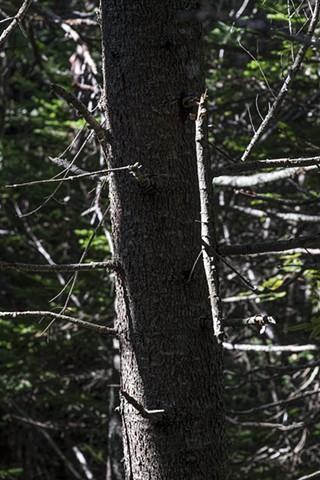 Maine Woods
