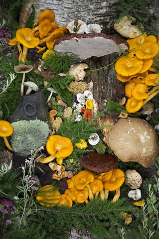 Forest tableau: Mushroom