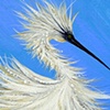 Snowey Feathery Egret