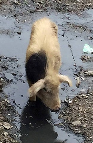 Pig in Labrang