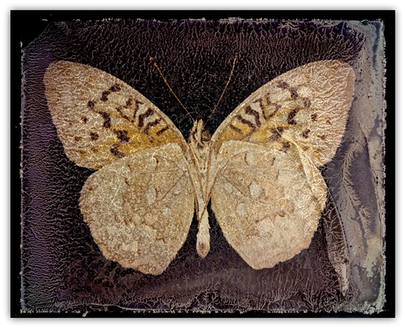 Visitor